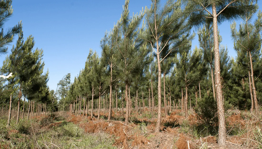 pinos-forestal-sagyp
