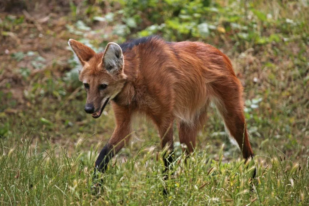 ¿Que-esta-pasando-con-la-fauna-del-Gran-Chaco-argentino-6-1024x683-1